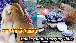 मंकी रानी की फनी हरकतें ।। Monkey All Activity।। Monkey Rani Honey Ameging Video ।।