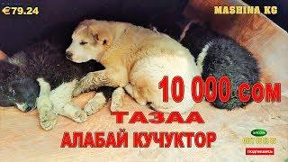 АЛАБАЙ КУЧУКТОРУ 10 000 сом ОШТОГУ ИТ БАЗАР/ ОВЧАРКА/ АЛАБАЙ/ АЗИАТ/