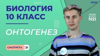 Урок 21. Онтогенез. Типы и периоды. Биология 10 класс