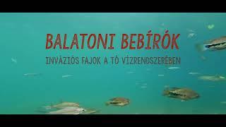 "Balatoni bebírók" - Uninvited settlers in the drainage system of Lake Balaton