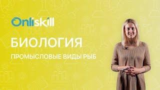 Биология 7 класс : Промысловые виды рыб