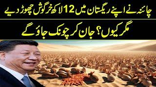 Why Did China Leave 1.2 Million Rabbits In Its Desert | Reality Facts