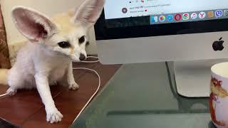 cute fennec fox. fox predator. smallest fox. fox at home