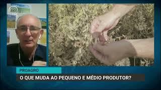 Proagro: o que muda no seguro agrícola ao pequeno e médio produtor? | Canal Rural