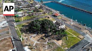 Lahaina's 151-year-old banyan tree is coming back to life after devastating fire