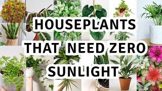 17 houseplant that can survive darkest corner of your house / The Best Low Light Houseplants