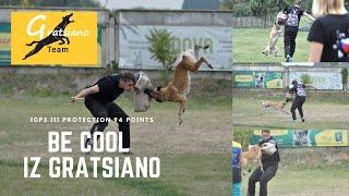 Belgian malinois Be Cool iz Gratsiano IGP3 Protection 94 points