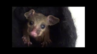 Кормлю Малыша Опоссум. Feeding Baby Possum