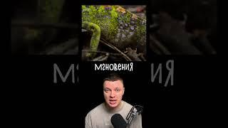 Хамелеон Меняет Цвет Перед Смертью 