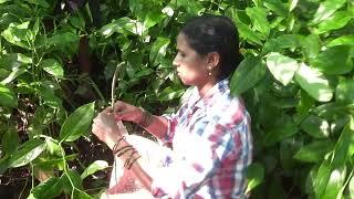 two types grafted method |Two Type pepper plant  graft  method