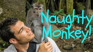 Naughty Monkey! Long Tailed Macaques