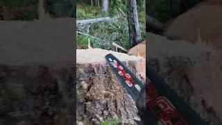 Eyes Up! #mitchzenobitrees #shorts #lumberjack #chainsaw #stihl #timberfaller #logger