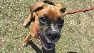 Lola - Boxer Puppy - 3 Week Residential Dog Training at Adolescent Dogs