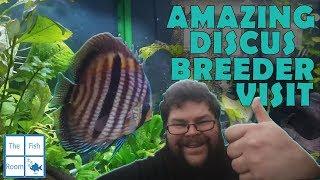 Amazing discus breeding fishroom visit with wild discus