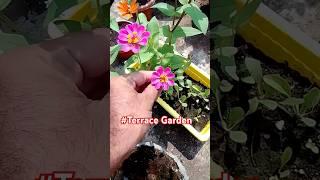 Terrace Garden Flowers: A Blooming Paradise!