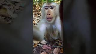 Everyday Monkey Lifestyle 401 #short #Monkey #Popular