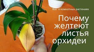 Почему желтеют листья орхидеи.#орхидеи #orhids #plants #орхидеидома #орхидеяполив