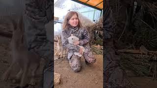 Заяц-музыкант. Любимый барабан Джасти. Hare musician. Favorite drum Justy #bunny #hare #wild #cute