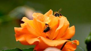 The New Bees Arrive!
