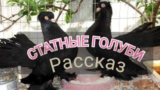 #СТАТНЫЕ  #ГОЛУБИ ИХ #РАССКАЗЫ  #ФИЛЬМ #Tauben #Pigeons