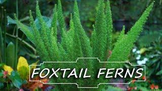 Foxtail Fern Care || Asparagus densiflorus 'Myersii' || Fern Friday!