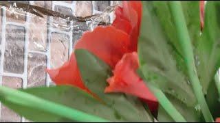 Pinki Chaudhary  DK is live!