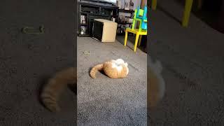 Cat in cone#cat #funny #catsoftiktok #cats #for #foryou #fyp #foryoupage #funnyvideo #cute #pet