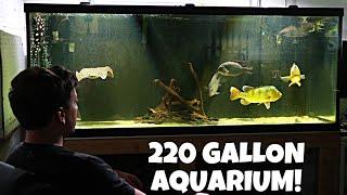 ALL MY AQUARIUMS! We moved A LOT of Fish!