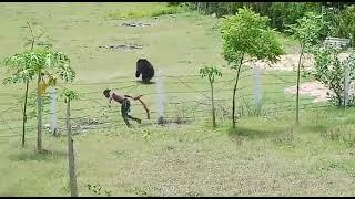 Bear ( Bhalu ) attacks on man at village Odisha Jajpur District.