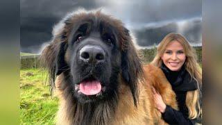 THE GIANT LEONBERGER - DANGEROUS LION DOG?