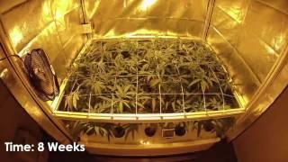 AEtrium System - Commercial Cultivation System