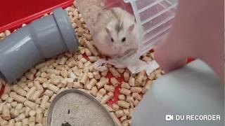 Funny Hamster Efim◇Веселый хомяк Ефим