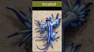 Glaucus atlanticus facts #shorts