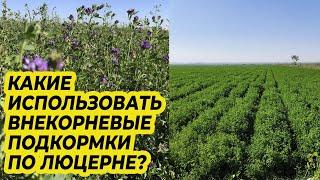 Какие использовать внекорневые подкормки по люцерне?