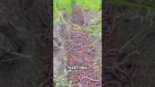 Shocking Truth: They Raise Worms for Medicine! #shorts #wormfarming #jasfarm