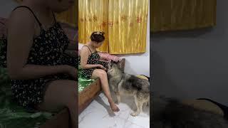 Aww!! TONY need food very but KOUCH need to play with TONY #shorts #careful #funny #cute #play