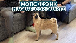 Мопс Фрэнк и Aquafloor Quartz!