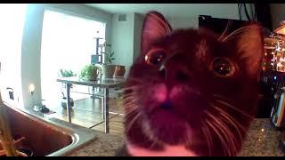 Kitten thinks I’m stuck in camera (FULL VERSION) ORIGINAL