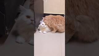 funny cat video #sinchi #pluto