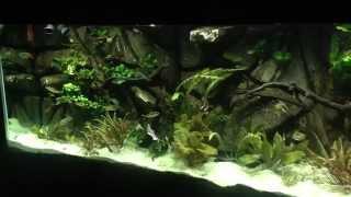 135 Gallon Planted Aquarium - 3D Background