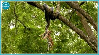 WILD KENYA: Africa’s Most Intense Wildlife Clashes Caught on Camera! | Animal Documentary