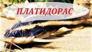 Сом Платидорас полосатый. Содержание, размножение, кормление, совместимость. Platydoras armatulus