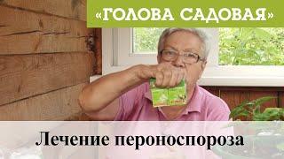 Голова садовая - Лечение пероноспороза