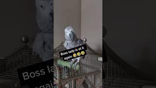Boss Lady Is At It Again  #talkingparrot #parrot #funny #amazing #funnyanimal #cosmo