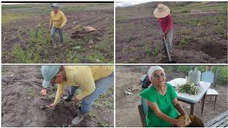 a irrigação dando resultado - cantinho da ceia