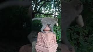Rony So funny when Eating.  #monkey #youtubeshorts #youtubevideo #shortsvideo #animals
