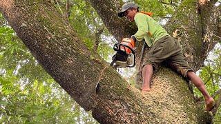 Dangerous leaning tree cutting... STIHL ms 881.