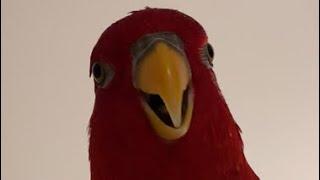 Red birbKawaii wuewuewuewue