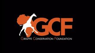 Who is the Giraffe Conservation Foundation (GCF)? Find out who we are and what we do to save giraffe