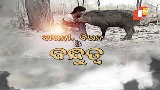 OTV Special Report On Pet Wild Boar Of Keonjhar - Part 2